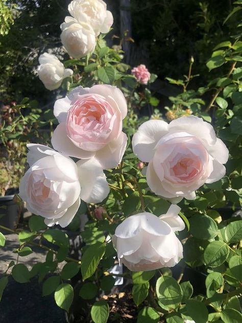 David Austin Roses | Desdemona. Rose Desdemona, Desdemona Rose, David Austin, David Austin Roses, Austin