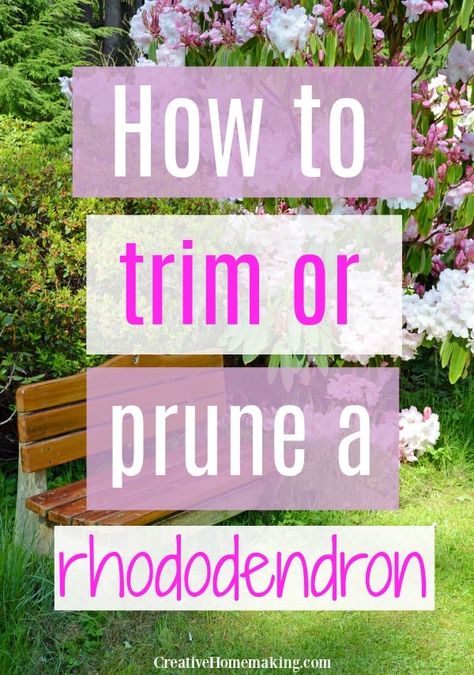 Pruning Rhododendrons, Rhododendron Care, Gardening Boxes, Painting Fence, Gardening Table, Rhododendron Plant, Gardening Painting, Gardening Tips For Beginners, Gardening Videos