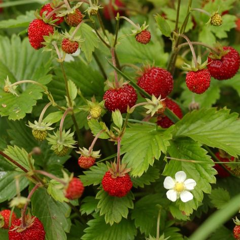 Wild strawberries Strawberry Varieties, Alpine Strawberries, Winter Drink, Strawberry Leaves, Strawberry Seed, Balcony Plants, Growing Strawberries, Strawberry Plants, Fruit Seeds