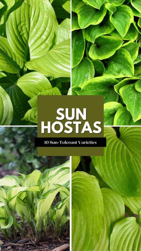 Hostas For Sun, Sun Hostas, Diy Gnome Garden, Garden Simple Ideas, Gnome Garden Ideas, Hosta Sum And Substance, Hosta Care, Variegated Hosta, Full Sun Garden