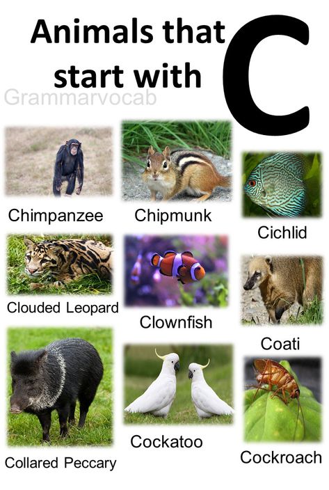 Animal Species Chart, Animals And What They Symbolize, Groups Of Animals Names, Animals Name With Picture, Domestic And Wild Animals Chart, Clouded Leopard, Clown Fish, Chipmunks, Coloring Sheets