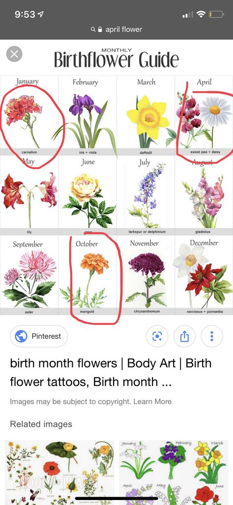 April Flowers, Birth Flower Tattoos, Tat Ideas, Birth Month Flowers, Delphinium, Birth Month, Birth Flowers, Sweet Pea, Chrysanthemum