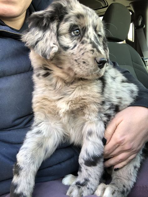 Golden Retriever Australian Shepherd Mix Australian Shepherd Mixed With Golden Retriever, Golden Retriever Australian Shepherd Mix Puppy, Australian Shepherd Mixed With Dalmation, Australian Shepherd Mix Puppy, Husky Australian Shepherd Mix Puppies, Golden Retriever Aussie Mix Puppy, Golden Retriever Mixed With Aussie, Aussie Golden Retriever, Aussie Retriever