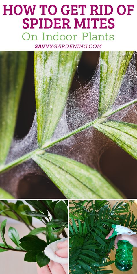 Spider Mites On Plants Houseplant, How To Get Rid Of Spider Mites On Plants, Spider Mites How To Get Rid Of, Spider Mites On Plants, Plant Leaves Turning Yellow, Pest Spray, Indoor Vines, Plants Grown In Water, Pest Control Plants