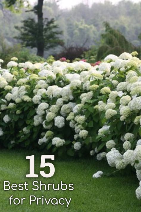 Design your garden for privacy using shrubs as hedging or screening. #gardening #hydrangeas #privacy #hedges Gardening For Privacy, Zone 6 Privacy Plants, English Garden Hedges, Hydrangea Border Hedges, Privacy Shrubs Front Yard, Front Privacy Landscaping, Front Lawn Hedge Ideas, Flowering Hedges Privacy Screens, Best Trees And Shrubs For Privacy