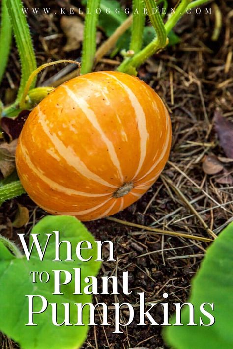 How To Plant Pumpkins, Plant Pumpkin Seeds, Planting Pumpkin Seeds, Plant Pumpkins, When To Plant Pumpkins, Transplanting Plants, Roadside Stand, Homestead Gardening, Pumpkin Varieties