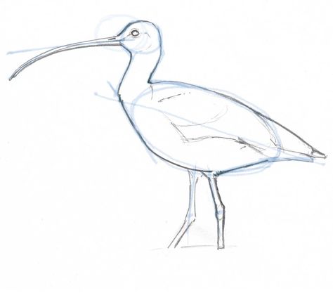 Linework: Draw over your guidelines with deliberate strokes. You have solved many of the major problems in the drawing already. Note how I soften some of the angles a little as I come around the corner. The far leg is drawn a little more lightly to suggest depth. Curlew Bird, Waterfowl Art, Bird Artists, British Wildlife, Shorebirds, John Muir, Nature Journal, Bird Drawings, Drawing Lessons