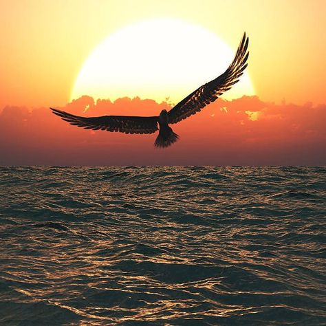 Large Bird flying over the ocean at sunset image - Free stock photo - Public Domain photo - CC0 Images Eagle Drawing, Eagle Images, Gold Art Painting, Eagle Wallpaper, Public Domain Photos, Sunset Images, Eagle Art, Fields Of Gold, Sunflower Wallpaper