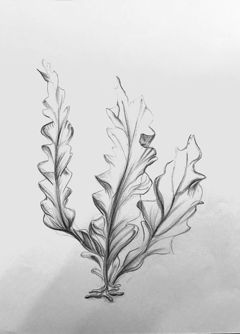 Drawing Of Seaweed, Sea Fan Tattoo, Coral Drawing Reference, Water Plants Tattoo, Sea Flowers Drawing, Seaweed Tattoo Sleeve, Water Plant Tattoo, Ocean Plants Drawing, Sea Plant Tattoo