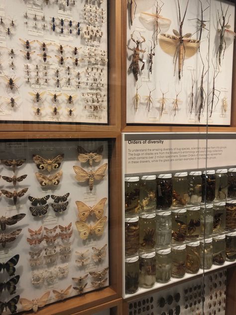 Lepidopterology Aesthetic, Insect Box Display, Insect Specimen Display, Bug Room Ideas, Entomologist Aesthetic, Insect Furniture, Mounted Insects, Taxidermy Bugs, Entomology Aesthetic