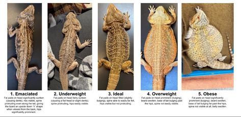 Baby Beard, Bearded Dragon Terrarium, Bearded Dragon Tank, Baby Bearded Dragon, Bearded Dragon Care, Weight Chart, Weight Charts, Growth Charts, Bearded Dragon