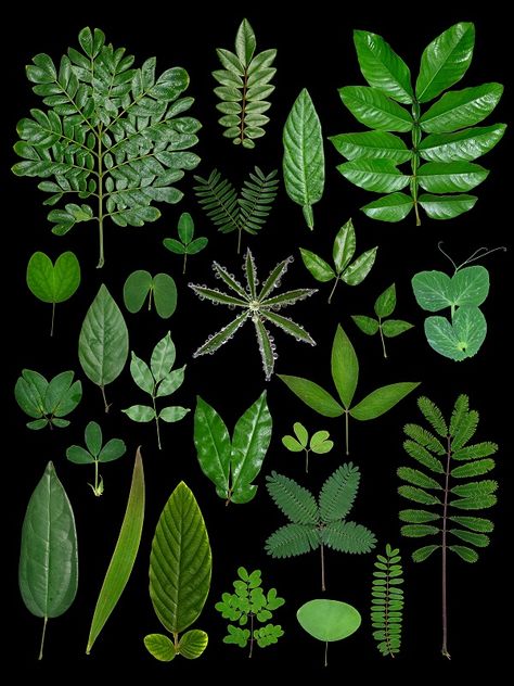 Study Reveals a Framework for Trifoliate Leaf-pattern Formation in Leguminous Plants----Chinese Academy of Sciences Simple Leaf, Evergreen Forest, Plant Images, Natural Form, Nature Study, Nature Plants, Natural Forms, Leaf Shapes, Leaf Pattern