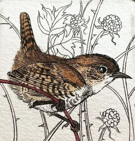 Wren Drawing, Ceramic Birds Sculpture, Bird Watercolor Paintings, Watercolor Paintings For Beginners, Bird Coloring Pages, Feather Art, Bird Sculpture, Bird Pictures, Bird Drawings