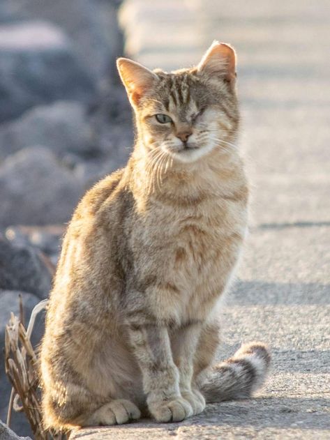 Stray Cat Photography, Cats Reference Photos, Cat Photo Reference, Cat Pose Reference Photos, Cat Reference Photo, Cat Reference Poses, Beautiful Dogs Photos, Dogs Photos, Cat References