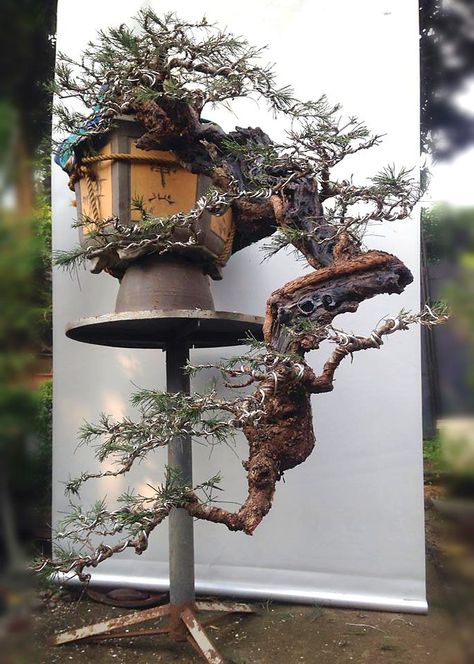 Bonsai Meaning, Cascading Bonsai, Ficus Bonsai, Garden Bonsai, Bonsai Styles, Japanese Bonsai, Bonsai Art, Miniature Trees, Bonsai Plants