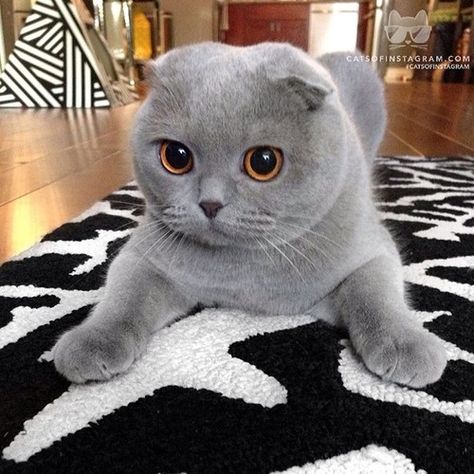 little monster sugarplum ;) Flat Faced Cat, Scottish Fold Kittens, Grey Kitten, Gray Cat, Grey Cat, Scottish Fold, Cute Cats And Kittens, Cute Kittens, Beautiful Cats