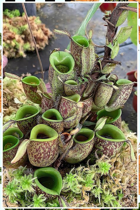 Can Pitcher plants do photosynthesis? They are one of the more popular houseplants among gardeners. Most people are aware of photosynthesis, which is the process of using light to turn food into energy. This is accomplished by the photosynthetic life forms that occur in certain plants such as strawberries, tulips and peppers. Carnivorous Plants Care, Bug Eating Plants, Pitcher Plant, Carnivorous Plants, Photosynthesis, Life Form, Plant Care, Tulips, Canning