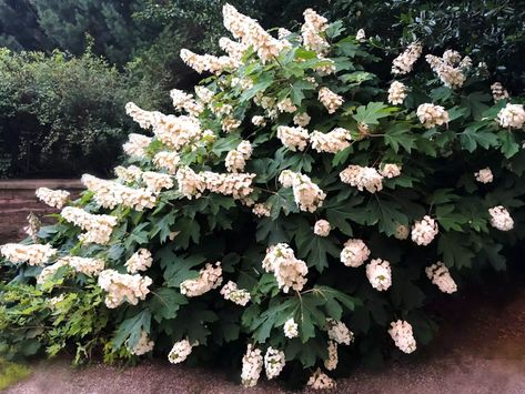 oak-leaf-hydrangea-blossom-getty-0421 Oak Leaf Hydrangea Landscaping, Oak Leaf Hydrangea, Rare Fruits, Full Sun Shrubs, Hydrangea Tree, Texas Plants, Hydrangea Landscaping, Types Of Hydrangeas, Hydrangea Varieties