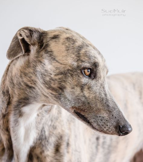 Asher - blue brindle Greyhound <3 Greyhound Brindle, Brindle Greyhound, Greyhound Dogs, White Bull Terrier, Domesticated Animals, Special Animals, Grey Hound, Sight Hounds, Soul Shine