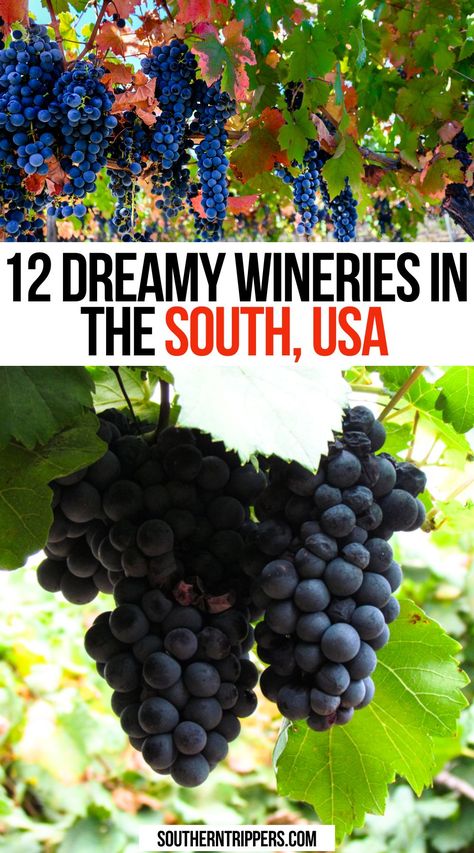 12 Dreamy Wineries in the South, USA South Usa, Southern Usa, Southern Travel, Winery Tours, Best Wine, Wine Travel, Wine Tour, Usa Travel, Wine Tasting