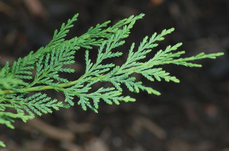 Leyland cypress trees (Cupressocyparis leylandii) are evergreens planted for fast-growing privacy screens or Christmas trees. Learn how to care for them. Cypress Leaves, Leyland Cypress Trees, Pink Dogwood Tree, Fast Growing Shade Trees, Fast Growing Vines, Emerald Green Arborvitae, Leyland Cypress, Fast Growing Evergreens, Arborvitae Tree