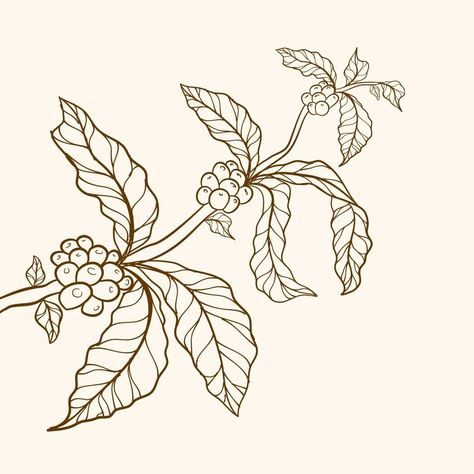 Coffee Leaves Illustration, Coffee Tree Drawing, Coffee Plant Drawing, Coffee Tree Illustration, Coffee Plant Illustration, Moodboard Cafe, Coffee Bean Plant, Coffee Leaves, Branch With Leaves