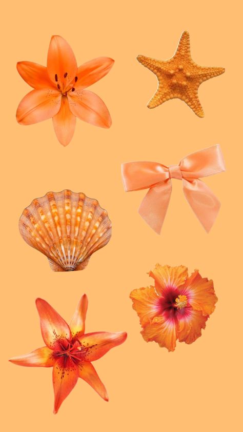 #orange #summer #flowers #hisibiscious #tulip #starfish #pretty #sea #seashell Artsy Background, Wallpaper Iphone Summer, Summer Wallpaper, Orange Flowers, Summer Flowers, Starfish, Sea Shells, Tulips, Phone Wallpaper