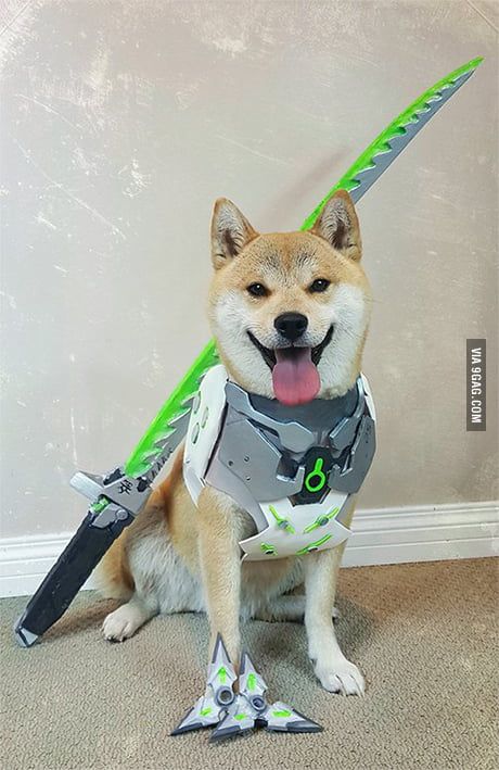 Tracer Cosplay, Dog Cosplay, Overwatch Genji, Overwatch Funny, Overwatch Cosplay, Overwatch Memes, Overwatch Comic, Overwatch 2, Cute Cute