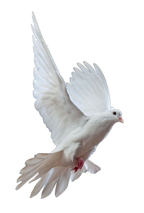 Dove by Christawashere Dove Png, Dove Images, Dove Tattoos, Dove Pictures, Photo Clipart, Dove Bird, Background Images For Editing, Peace Dove, Dslr Background Images