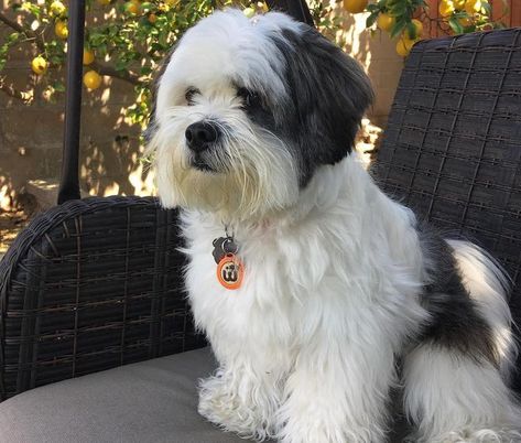 Best Small Dog Breeds, Lhasa Apso Puppies, Most Beautiful Dog Breeds, Toy Dog Breeds, Beautiful Dog Breeds, Dog Mommy, Big Personality, Dog Stocking, Lion Dog