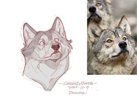 Drawing Dog Reference, Person With Wolf Drawing Reference, Wolf Tutorial Drawing, Wolf Head Anatomy, Dog Muzzle Drawing Reference, Wolf Pose Reference, Wolf Anatomy Drawing, Laughing Wolves, Wolf Reference Drawing