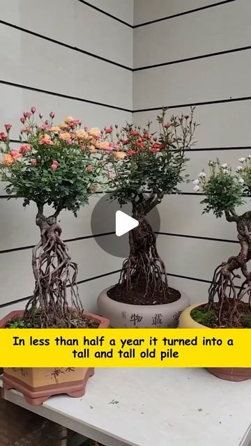 Roses Garden Care, Garden Hacks, Gardening Hacks, Plant Hacks, Hanging Flower Pots, Gardening Plants, Garden Help, Rose Trees, November 9