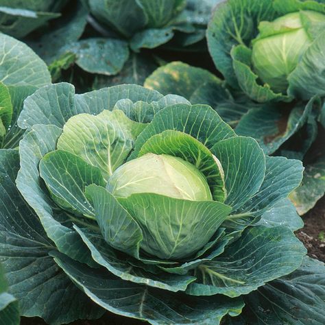 Cabbage Picture, Cabbage Images, Vegetables Image, Cabbage Photo, Cabbage Growing, Cabbage Garden, Cabbage Vegetable, Cabbage Plant, Cabbage Seeds