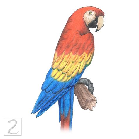 Scarlet Macaw drawing in colored pencil Scarlet Macaw Drawing, Destiny Drawing, Macaw Drawing, Marker Artwork, Speed Drawing Videos, Parrot Drawing, Switzerland Photography, Artwork Pencil, Scarlet Macaw