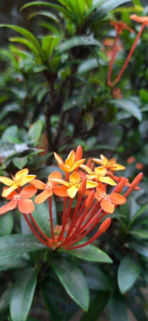 #Chineseixora #orange #flower #photography #kerala Kerala Flowers, Flower Photography, Orange Flower, Flowers Photography, Wall Collage, Kerala, Wild Flowers, Collage, Orange