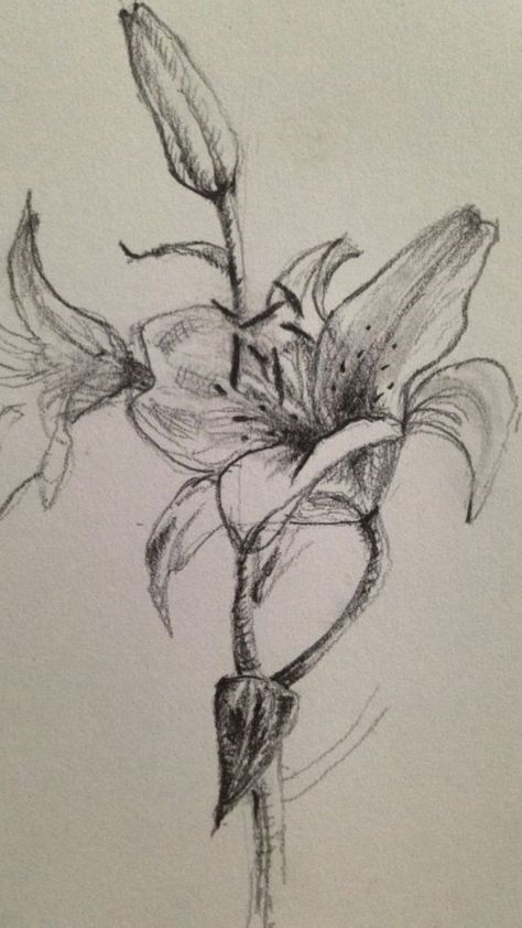 Stargazer Lily Sketch, Lilly Sketch Flowers, Easter Lily Drawing, Lilly Drawing Flowers, White Lily Drawing, Stargazer Lily Drawing, Lillies Drawings, Easter Drawing Ideas, Lilly Drawing