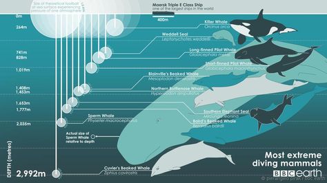 deepest diving mammals Beaked Whale, Animal Infographic, Whale Species, Pilot Whale, Diving Underwater, Bbc Earth, Beach Clean Up, Save Our Oceans, Future Job