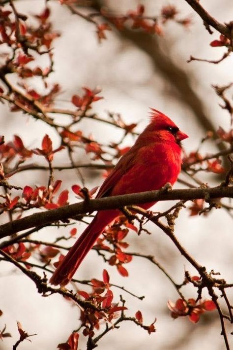 Cardinal Pictures, Cardinals Birds, Red Cardinals, Northern Cardinal, State Birds, Cardinal Bird, Red Bird, Cardinal Birds, Airbrush Art