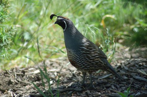 Planting Gardens For Quail – Attracting Quail To Garden Spaces Quail Care, Backyard Quail, Garden Habitat, Bird Feeding Table, Farming Animals, Raising Quail, Chicken Tractors, Chicken Feeders, Garden Retreat