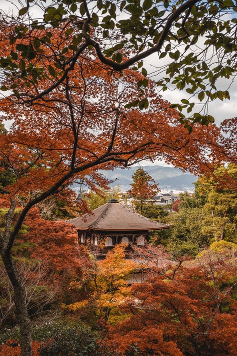 [OC] Journey across Japan – fifth stop: Kyoto! by mbgraphx The post [OC] Journey across Japan – fifth stop: Kyoto! appeared first on Alo Japan. Ginkakuji, Landscaping Images, Reverse Image Search, Visit Japan, Japan Photo, Instagram Handle, Find Beauty, Awe Inspiring, Pretty Pictures