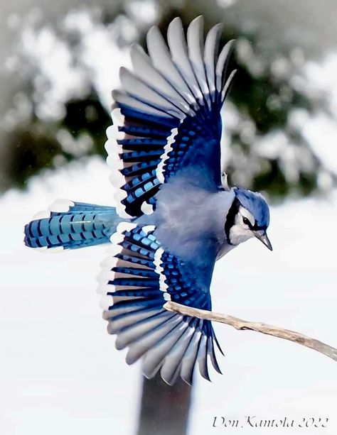 Bluejay Aesthetic, Blue Birds Aesthetic, Blue Animals, Wild Animals Photography, Blue Jay Bird, Bird In Flight, Jay Bird, Kestrel, Pretty Animals