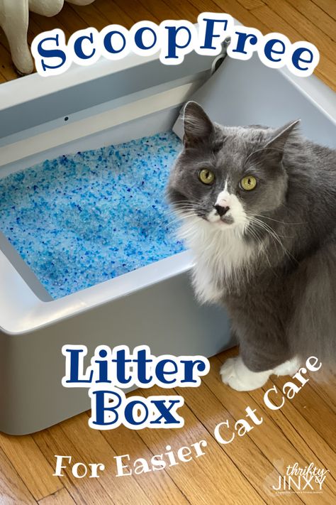 ScoopFree Self-Cleaning Litter Box Cat Video Funny, Cute Cat Video, Funny Animals Videos, Katt Grejer, Self Cleaning Litter Box, Cleaning Litter Box, Gatto Carino, Funny Kitty, Animals Funny