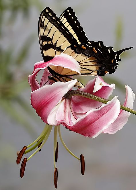 Eastern Tiger Swallowtail Butterfly Magical Butterflies, Tiger Swallowtail Butterfly, Butterfly Chrysalis, Mariposa Butterfly, Tiger Swallowtail, Butterfly Magnet, Beautiful Butterfly Photography, Dragonfly Insect, Flying Flowers