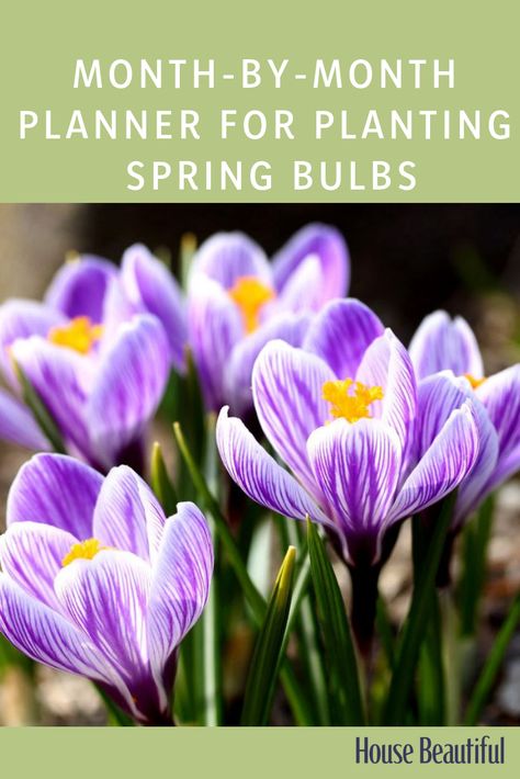 Early autumn is the perfect time to be planting spring bulbs – put them in the ground or in pots now and you can have a parade of flowers that will last from January right through to May. From crocus and snowdrops to tulips and alliums, find out what bulbs to plant and when. #gardenideas #planting #spring Planting Spring Bulbs, Spring Bulbs Garden, Planting Bulbs In Spring, Fall Flowers Garden, Summer Bulbs, Making Plant Pots, Spring Garden Flowers, Fall Bulbs, Garden Bulbs