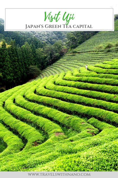 Visit Uji, Japan's Green Tea Capital | www.travelswithnano.com | #Uji #Uji #Japan #Travel #Wanderlust #Globetrotter #Inspiration #Photography #TravelPhotography #Nikon #LandscapePhotography #GreenTea #Matcha 2025 Health, Uji Japan, Kyoto Day Trip, Tea Japan, Matcha Japan, Japan Tourist, Japan 2023, Tea Places, Tea Farm