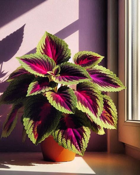 Black Dragon Coleus, Coleus Black Dragon, Colorful Foliage Plants, Spooky Garden, Colourful Plants, Coleus Plants, Coleus Plant, Interesting Plants, Colorful Plant