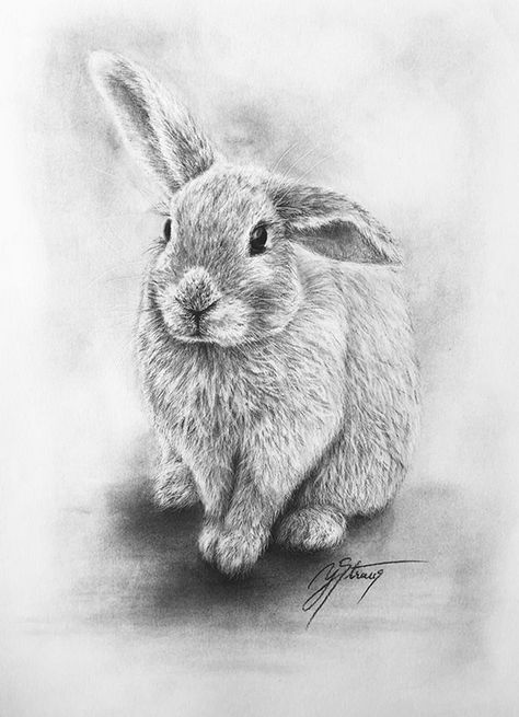 Portfolio Drawings, Art Rabbit, Rabbit Drawing, Rabbit Cartoon, Charcoal Drawing, Black And White Design, White Design, Art Drawings, Sketch