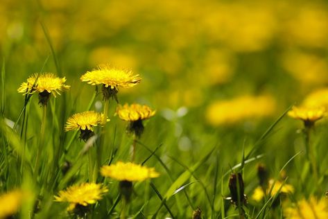 Dandelion (Taraxacum officinale) is a perennial herb found throughout the northern hemisphere and cultivated in U.S. Department of Agriculture plant hardiness zones 5 through 9.... Flowers To Go, Dandelion Flowers, Surviving In The Wild, Perennial Herbs, Dandelion Flower, Dandelion Recipes, Garden Guide, How To Make Tea, Edible Flowers