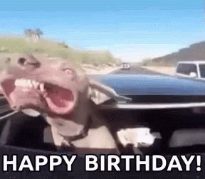 Happy Birthday Dog GIF - HappyBirthday Dog Roadtrip - Discover & Share GIFs Happy Birthday Minions Gif, Happy Birthday Dog Gif, Happy Birthday Scott, Gifted Adults, Road Trip With Dog, Bday Stuff, Happy Birthday Minions, Minions Funny Images, Happy Birthday Dog