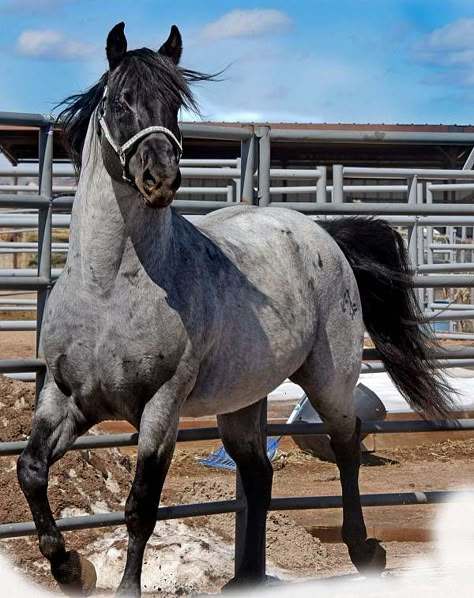 Black Hawke   -Blue Roan Quarterhorse Stallion Rare Snakes, Blue Roan Quarter Horse, Fantasy Mounts, Noriker Horse, Blue Roan Horse, Quarter Horse Stallion, Horse Coat Colors, Blue Roan, Horse Dressage